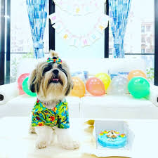 Our pet store, provides pet parents with a wide range of natural, healthy food and treats, that give pets a complete and balanced, nutritious diet. Looking For Pet Friendly In Mumbai Lbb