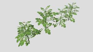 See potato plant stock video clips. Potato Plants Collection Download Free 3d Model By Charles Cla Charles Cla 1ac0d5f