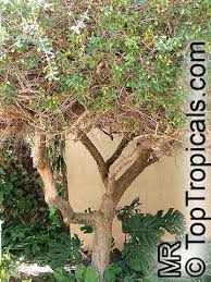Image result for Commiphora caerulea