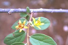 Image result for Triceratella drummondii