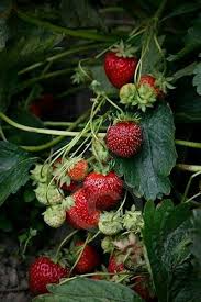 Earthlyenchantment Via Pinterest Photos De Fruits Et Legumes Fraises Des Bois Fruits D Automne