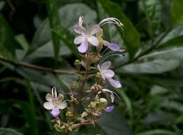 Image result for Rotheca