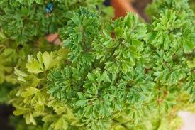 Image result for Polyscias fruticosa