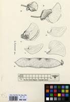 Image result for Baphia bequaertii