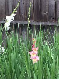 Gladiolus is definitely a special one to me! Gladiolus Bulbs Coming Back
