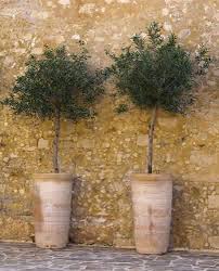A Little Standard Olive Tree In A Lovely Pot Things You Can Buy At Clifton Nurseries Pinterest Olive Tree P Potted Trees Olive Tree Mediterranean Garden