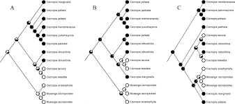 Image result for Musanga leo-errerae