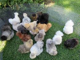 18 different silkie colours