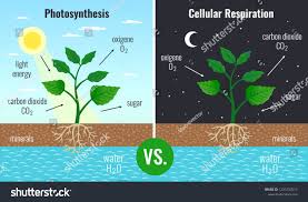 Photosynthesis Accumulating Sugar And Cellular Respiration Fueling All Plants F Photosynthesis Photosynthesis And Cellular Respiration Photosynthesis Worksheet