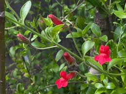 Image result for Barleria macrostegia