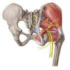 Diagram b shows that abdominal support actually lifts the front of the pelvis into proper vertical motions of the hip under the trunk. Hip And Thigh Bones Joints Muscles Kenhub