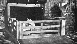 The promised pig butchering post. Raising Pigs For Meat Homesteading And Livestock Mother Earth News