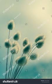 Yellow dandelion flowers are rich in vitamin a and they are surprisingly sweet. Vase Of Dried Soft Autumn Flowers Rabbit Tail Grass Vintage Foto Ad Affiliate Autumn Flowers Soft Vase Fall Flowers Flowers Flower Soft