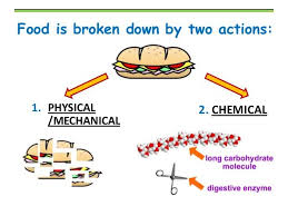 Pin On Chapter 25 The Digestive System