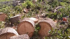 By kitsap news group staff. Dnr Firewood Program Allows Some Citizens To Cut Wood For Free Chronline Com