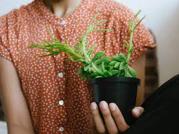 But they are also great air purifiers. Air Purifying Plants Bring Home These Powerful Air Purifying Plants To Improve Air Quality Most Searched Products Times Of India