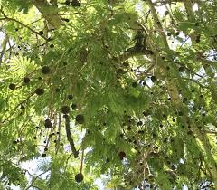 Image result for Parkia