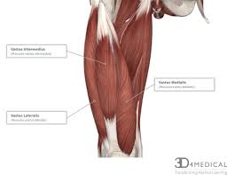The following diagram illustrates the actions of the terms adduction, abduction, flexion and anterior compartment thigh muscles. Muscles Advanced Anatomy 2nd Ed