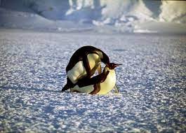 Pin On Penguins