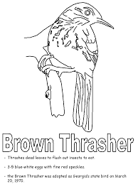 State bird and flower coloring page. Brown Thrasher Coloring Page Brown Thrasher State Birds Coloring Pages