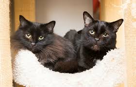 Fancy cats realizes that adopting any pet as we approach our golden years is a big decision. Shy Introverted Senior Cats Adopted Best Friends Animal Society