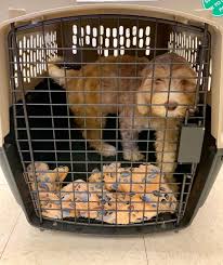 Find labradoodle puppies for sale and dogs for adoption near you in austin, corpus christi, dallas, el paso, fort worth, houston, laredo, plano, san antonio or texas. Texas Australian Labradoodles Adoption Process Adopt A Labradoodle