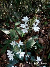 Image result for Pseuderanthemum ludovicianum