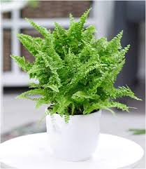 Baldur Vitale Garden Sword Fern 1 Plant Amazon De Garten In 2020 Pflanzen Farn Blumenampeln