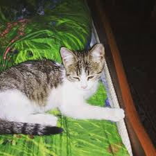 nash novyj zhilec yula koshechka yavno byvshedomashnyaya mozhet poteryalas a mozhet vygnali vchera s takim otchayaniem vorvalas v dom chto my ne smogli ska cats animals