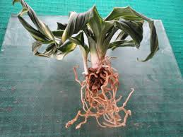 Image result for Eriospermum porphyrium