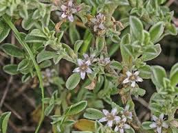 Image result for Galenia procumbens