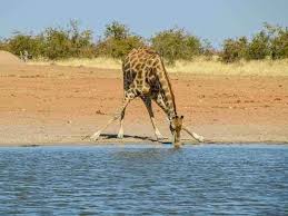We did not find results for: Etosha National Park Top Safari Destination In Namibia