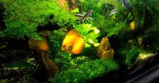 Hanya saja tanaman aquascape untuk pemula yang hidup tanpa co2 ini tetap saja membutuhkan perawatan agar tetap hidup, seperti misalnya mengganti 30 % air setiap satu minggu sekali, bukan hanya itu sahabat juga harus menjaga suhu air tetap di bawah 30 derajat celcius. Cara Saya Membuat Aquascape Tanpa Co2 Injection Untuk Pemula