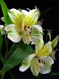 Alstroemerias Beautiful Flowers Pretty Flowers Flower Identification