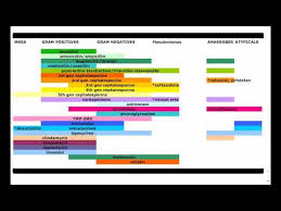 Antibiotic Coverage Made Easy Usmle Comlex