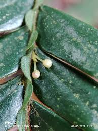 Image result for Anisophylleaceae