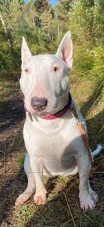 Pin Pa Bull Terrier