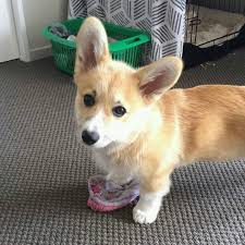 /r/corgi only allows sharing from popular image hosting sites. Corgi Puppies For Sale In Corgi Puppies For Adoption Facebook