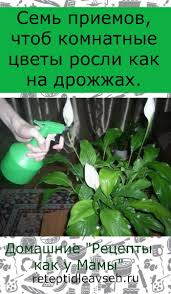 мошки в комнатных цветах как избавиться в домашних условиях Sem Priemov Chtob Komnatnye Cvety Rosli Kak Na Drozhzhah Komnatnye Cvety Balkonnye Rasteniya Cherenki Rastenij