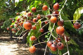 Image result for Sapindus saponaria