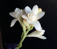 Image result for Polianthes