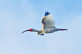 Image result for Ibis White 2008 SR4