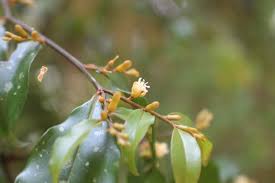 Image result for Olax pentandra