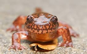 Image result for Stenostelma capense