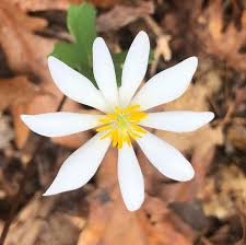 Westminster, sc homes for sale & real estate. Memorial Ecosystems Welcome To Memorial Ecosystems