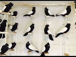Best Breeding Fancy Pigeons 6 Guzel Kuslar Kus