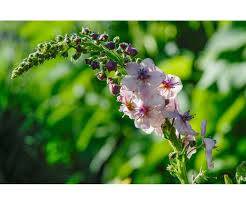 Image result for Viscum shirense