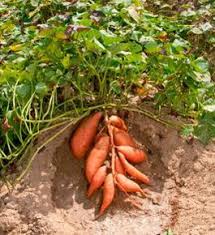 50 Facons Creatives De Faire Un Jardin Potager En 2020 Jardin Potager Faire Un Jardin Jardinage