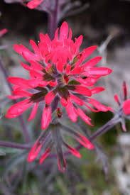 Image result for Carex johnstonii