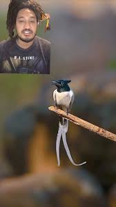 The Twerk Bird #PatGeo